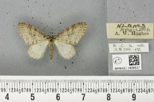 Trichopteryx carpinata ab. obscura Lempke, 1950 - BMNHE_1836637_409674