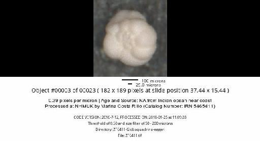 Neogloboquadrina dutertrei (d'Orbigny) - ZF6411-Globoquadrina-eggeri_obj00003_plane000.jpg