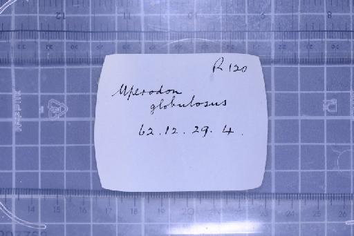 Uperodon globosus (Gunther, 1864) - 1947.2.10.97-pic9