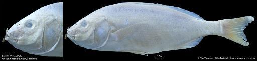 Pristipoma cantharinum Jenyns, 1840 - BMNH 1917.7.14.42 Pristipoma cantharinum, SYNTYPE