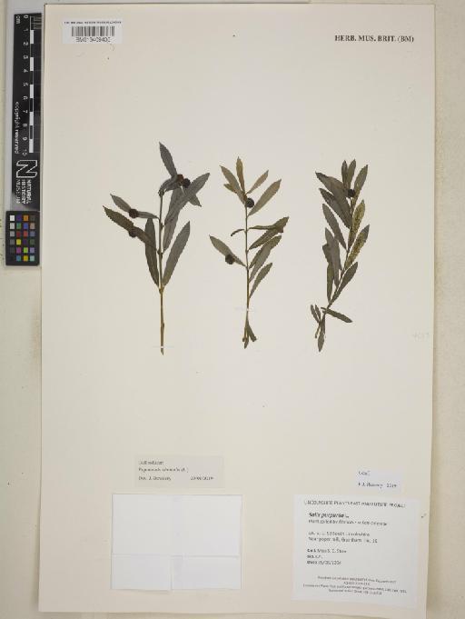 Salix purpurea L. - BM013409436