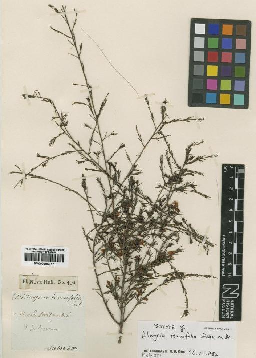 Dillwynia tenuifolia Sieber ex DC. - BM000885817