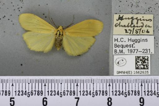 Wittia sororcula (Hufnagel, 1766) - BMNHE_1662635_290017