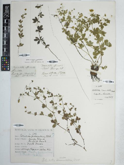 Potentilla erecta (L.) Rausch - BM001161299