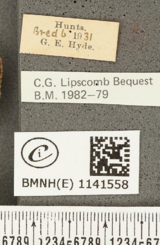 Satyrium pruni (Linnaeus, 1758) - BMNHE_1141558_label_96069