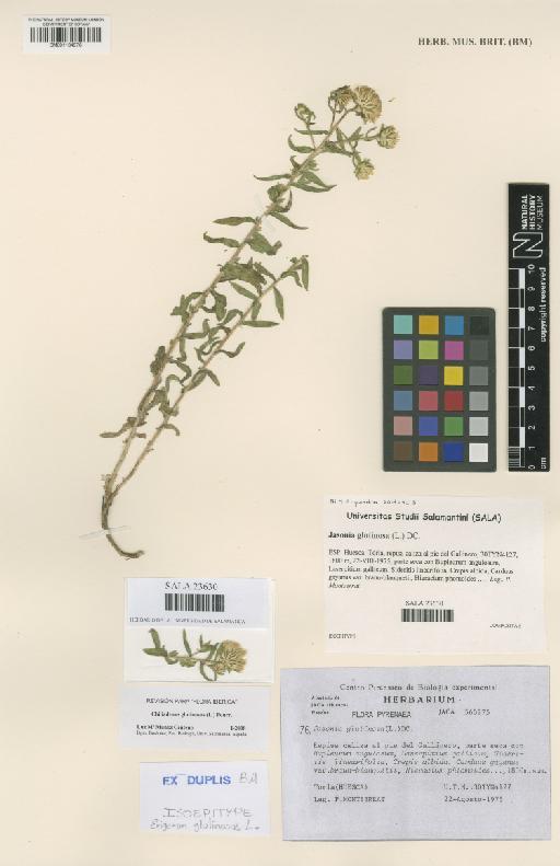 Jasonia glutinosa (L.) DC. - BM001134976