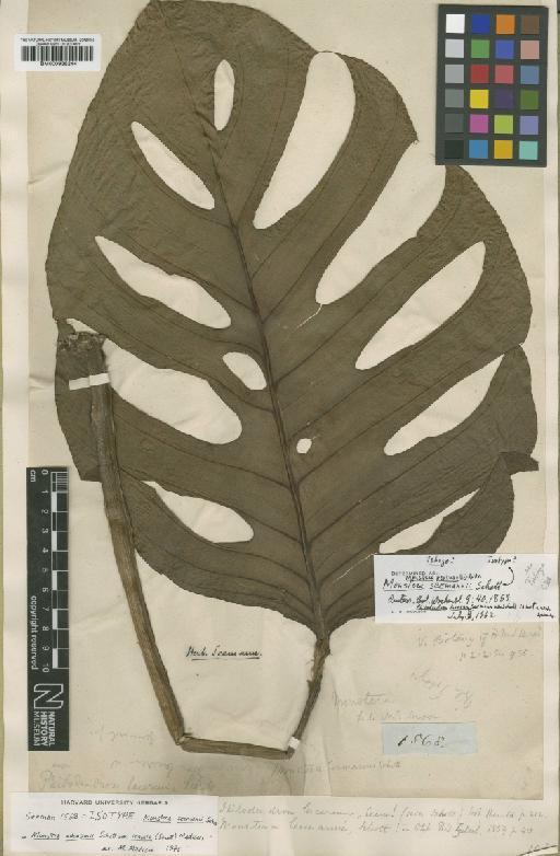 Monstera seemannii Schott - BM000938244