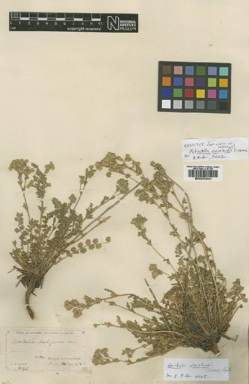 Horkelia clevelandii (Greene) Rydb - BM000795032