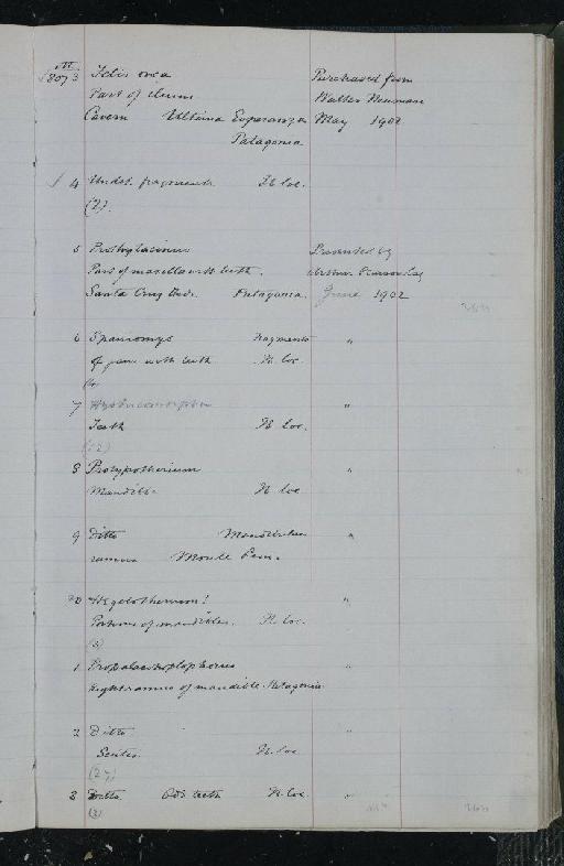 Mylodon darwinii Owen, 1840 - NHM-UK_P_DF118_03_31_0301