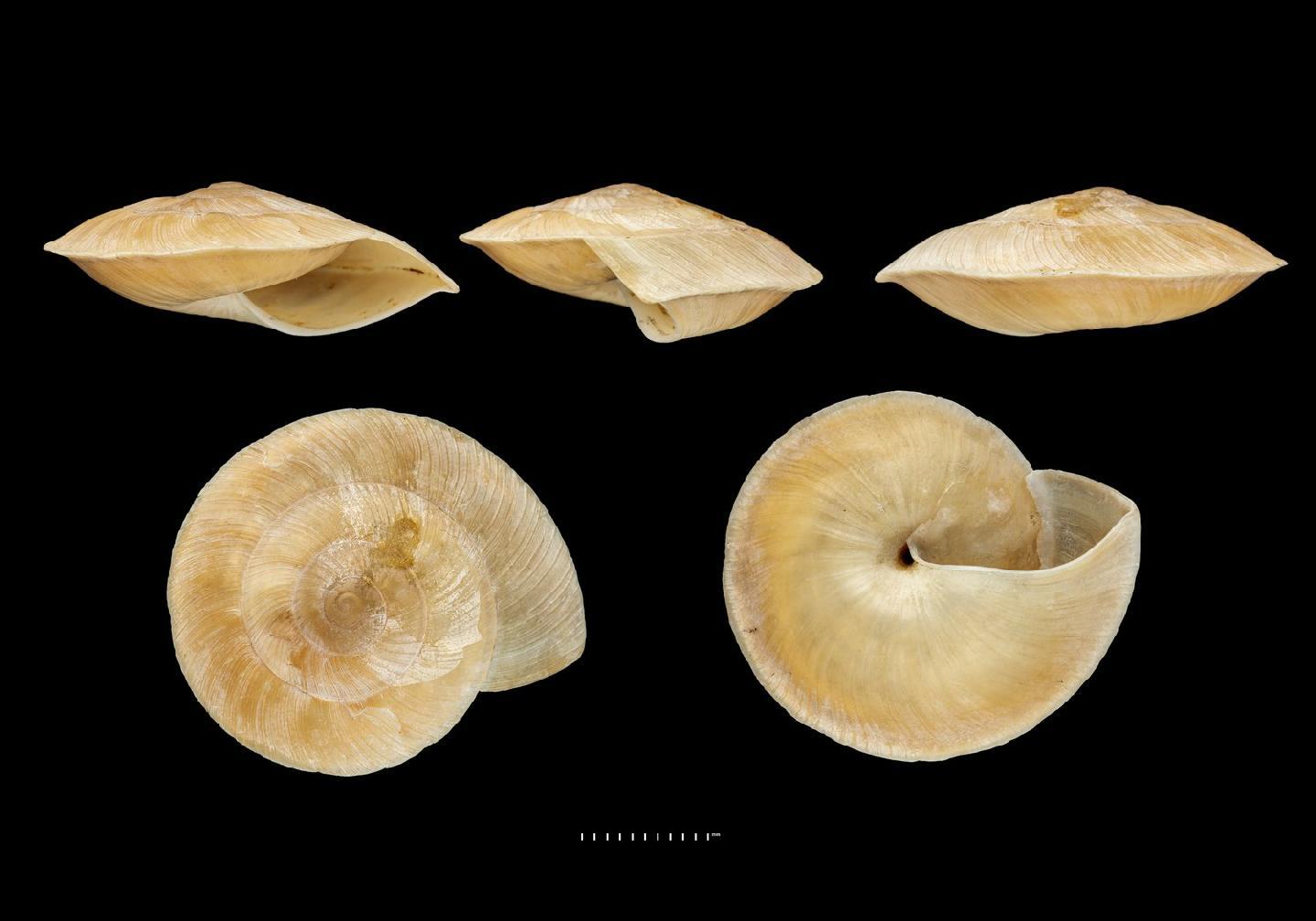 To NHMUK collection (Helix dura Pfeiffer, 1864; SYNTYPE(S); NHMUK:ecatalogue:9810785)