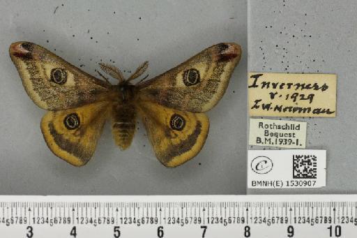 Saturnia pavonia (Linnaeus, 1758) - BMNHE_1530907_200381