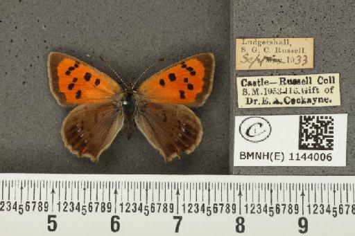 Lycaena phlaeas eleus ab. obsoleta Leeds, 1941 - BMNHE_1144006_108931