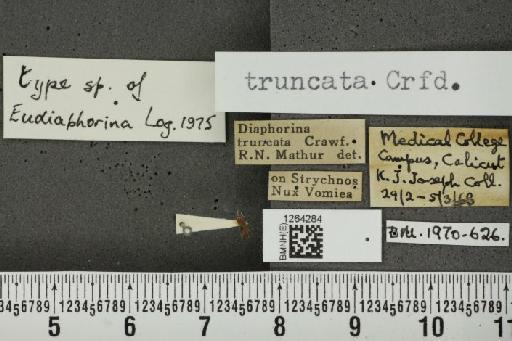 Diaphorina truncata Crawford, 1924 - BMNHE_1264284_9545