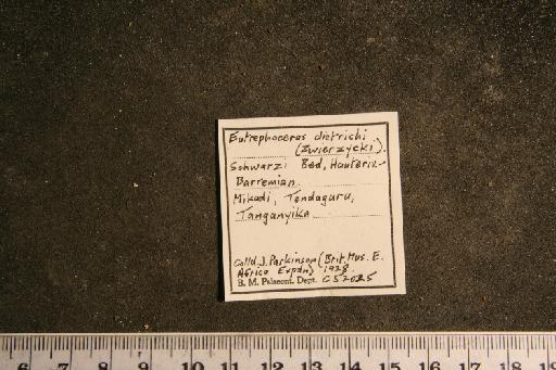 Eutrephoceras dietrichi (Zwierzycki, 1914) - PI C 52025 Eutrophoceras dietrichi