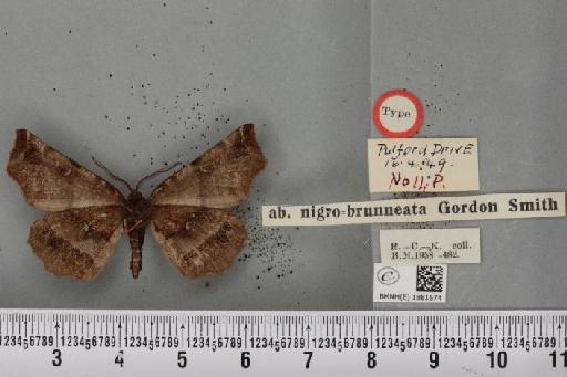 Selenia dentaria ab. nigrobrunneata Smith, 1950 - BMNHE_1881674_a_447114