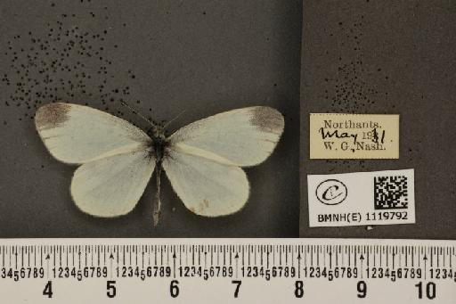 Leptidea sinapis sinapis Linnaeus, 1758 - BMNHE_1119792_74588