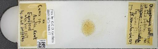 Cerodontha (Dizygomyza) caricicola (Hering, 1926) - BMNHE_1504319_59466