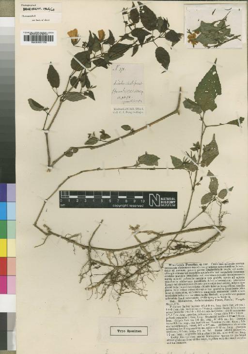 Mimulopsis forsythii Moore - BM000931014