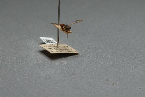 Sphegina (Sphegina) clunipes (Fallén, 1816) - 012535181_additional_4