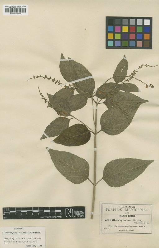 Citharexylum ovatifolium Greenm. - BM000992728