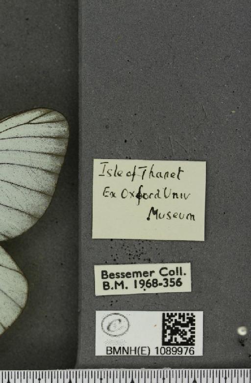 Aporia crataegi (Linnaeus, 1758) - BMNHE_1089976_label_69770