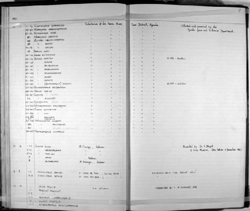 Synodontis macrops Greenwood, 1963 - Zoology Accessions Register: Fishes: 1961 - 1971: page 17