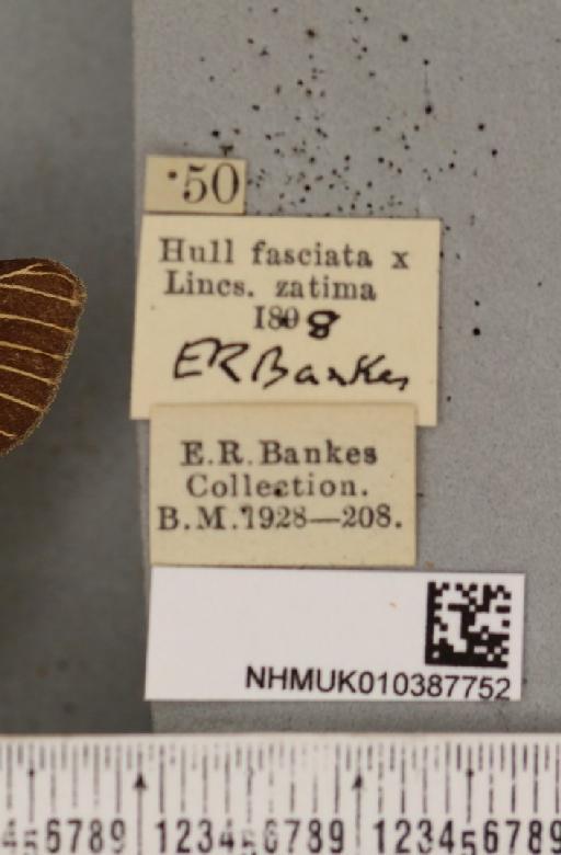 Spilosoma lutea (Hufnagel, 1766) - NHMUK_010387752_label_507210