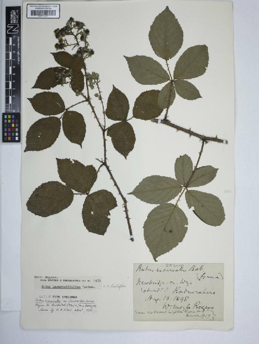 Rubus rhombifolius Weihe ex Boenn. - BM001185453