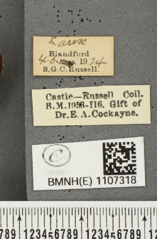 Euphydryas aurinia ab. virgata Tutt, 1896 - BMNHE_1107318_label_18558