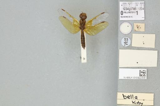 Perithemis bella Kirby, 1889 - 013322546_dorsal_2