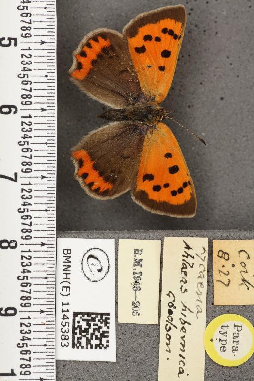 Lycaena phlaeas hibernica Goodson, 1948 - BMNHE_1145383_108726