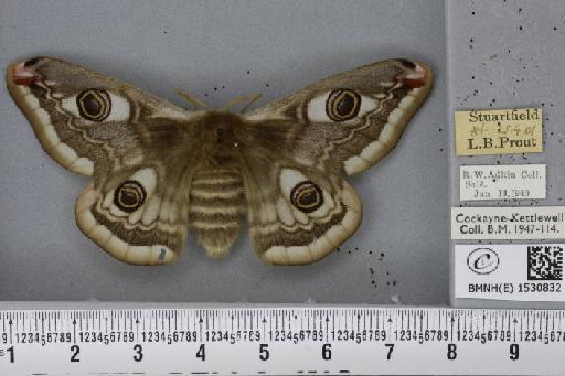 Saturnia pavonia (Linnaeus, 1758) - BMNHE_1530832_200364