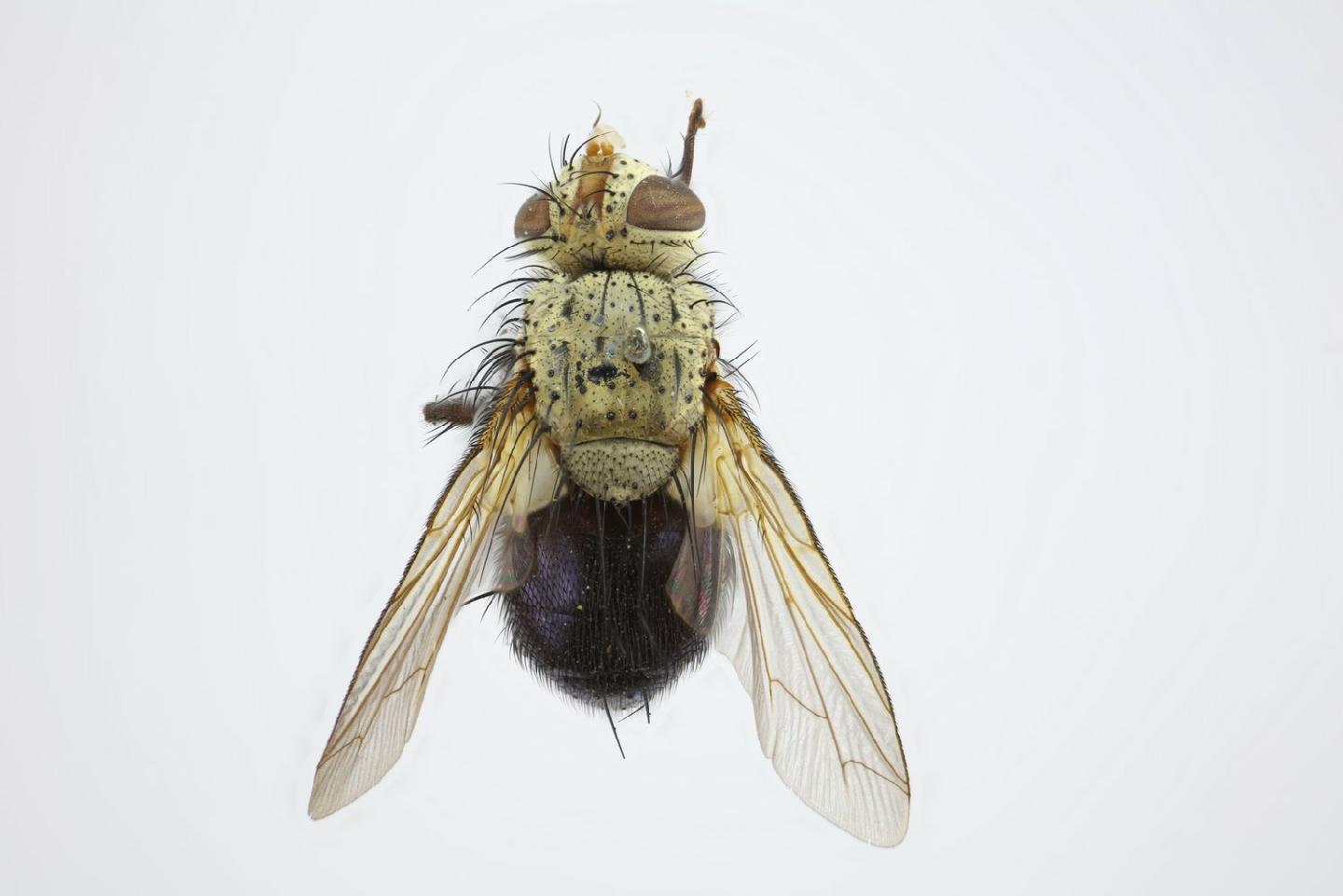 Gymnomma nitidiventris thumbnail