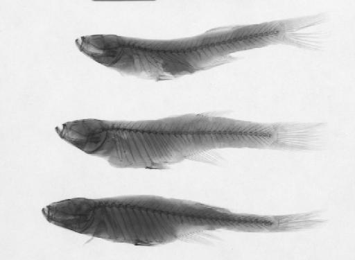 Aplocheilichthys sp.nov 1 Meinema & Huber - BMNH 1974.1.16.344-347, Aplocheilichthys rudolfianus, radiograph