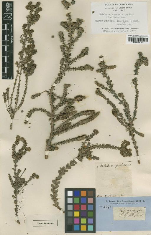 Melaleuca densa R.Br. - BM001015182