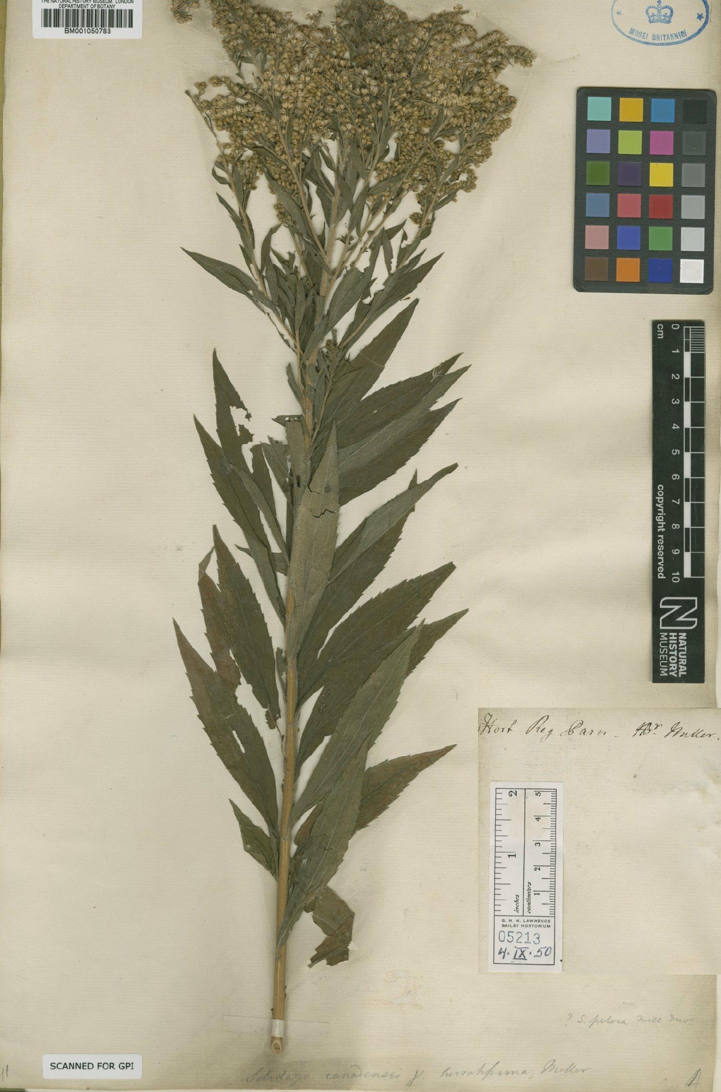 To NHMUK collection (Solidago canadensis L.; Holotype; NHMUK:ecatalogue:2399132)