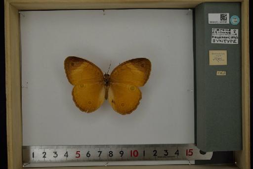 Faunis menado Hewitson - BMNH(E)#1421546_Faunis_menado_chitone_Hew_SynType_Female_labels_dorsal