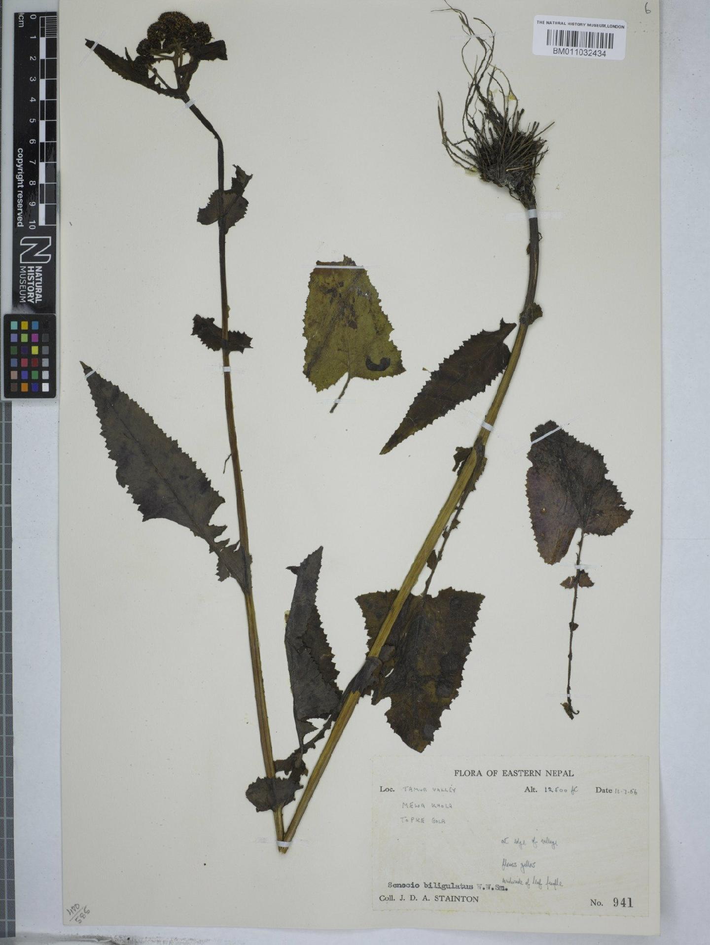 To NHMUK collection (Senecio biligulatus Sm; NHMUK:ecatalogue:9156082)