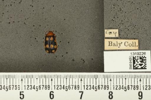 Diabrotica alboplagiata Jacoby, 1882 - BMNHE_1319226_17616