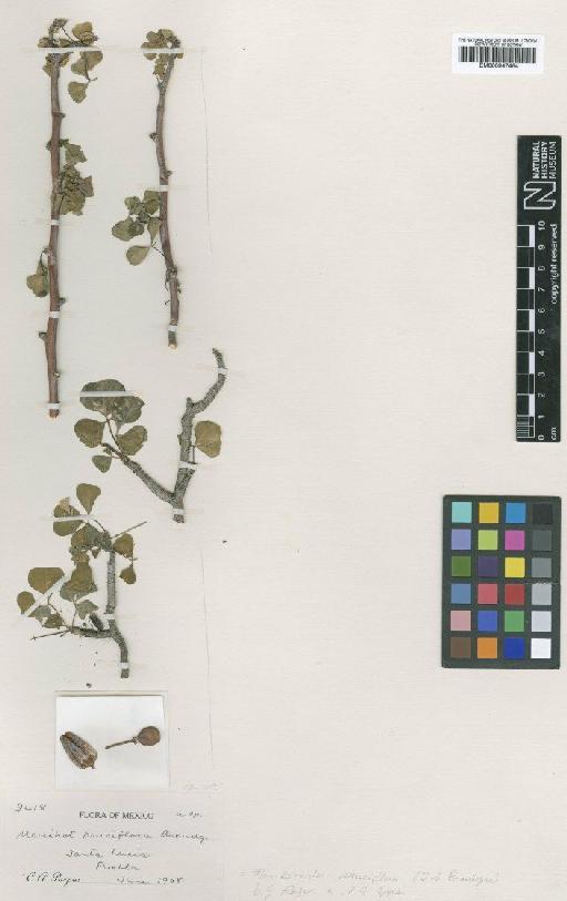 Manihotoides pauciflora (Brandegee) J.D.Rogers & Appan - BM000947464