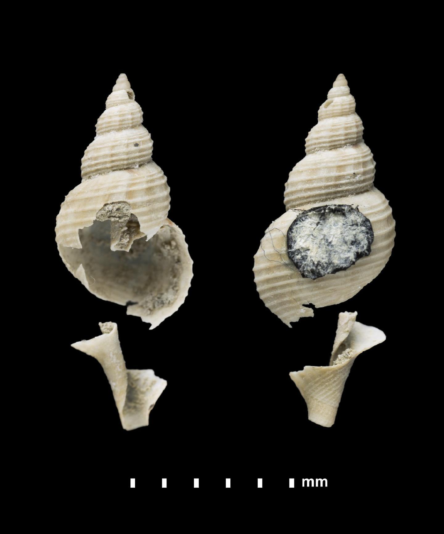 To NHMUK collection (Daphnella lucasii Melvill, 1904; SYNTYPE(S); NHMUK:ecatalogue:2493039)