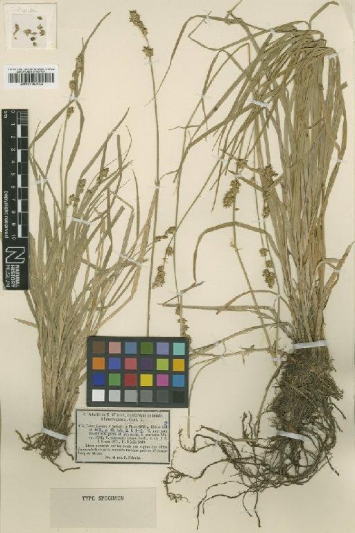 Carex divulsa subsp. leersii (Kneuck.) W.Koch - BM001067009