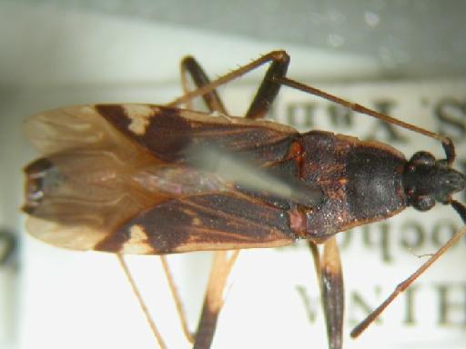 Aspilocoryphus forbesii Kirkaldy, 1899 - Hemiptera: Dieuches For