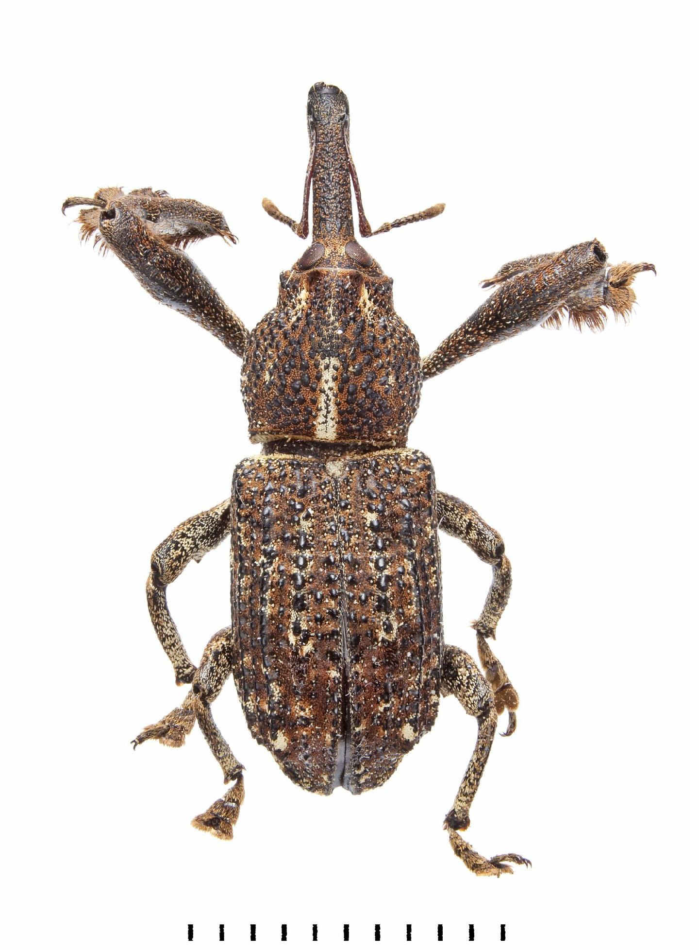 Orthorhinus cylindrirostris thumbnail