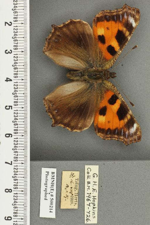 Aglais urticae ab. nigra Tutt, 1896 - BMNHE_500214_45314