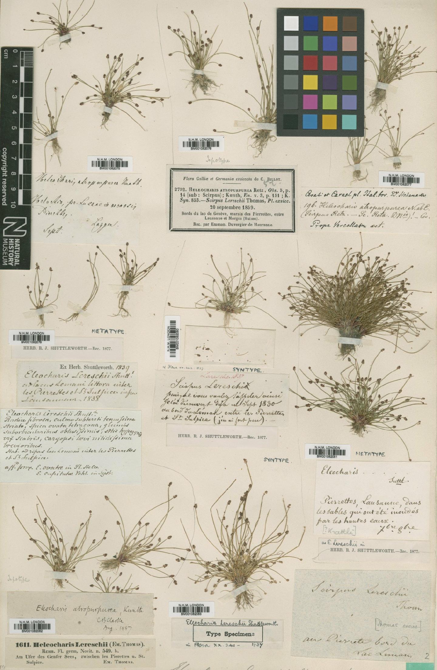 To the Natural History Museum, London (Eleocharis atropurpurea (Retz.) J.Presl & C.Presl BM001082079 type 1)