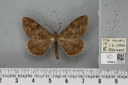 Alcis repandata repandata (Linnaeus, 1758) - BMNHE_1921907_477138