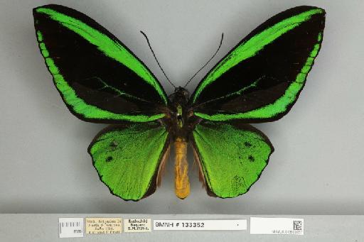 Ornithoptera priamus teucrus Joicey & Talbot, 1916 - 013603237__