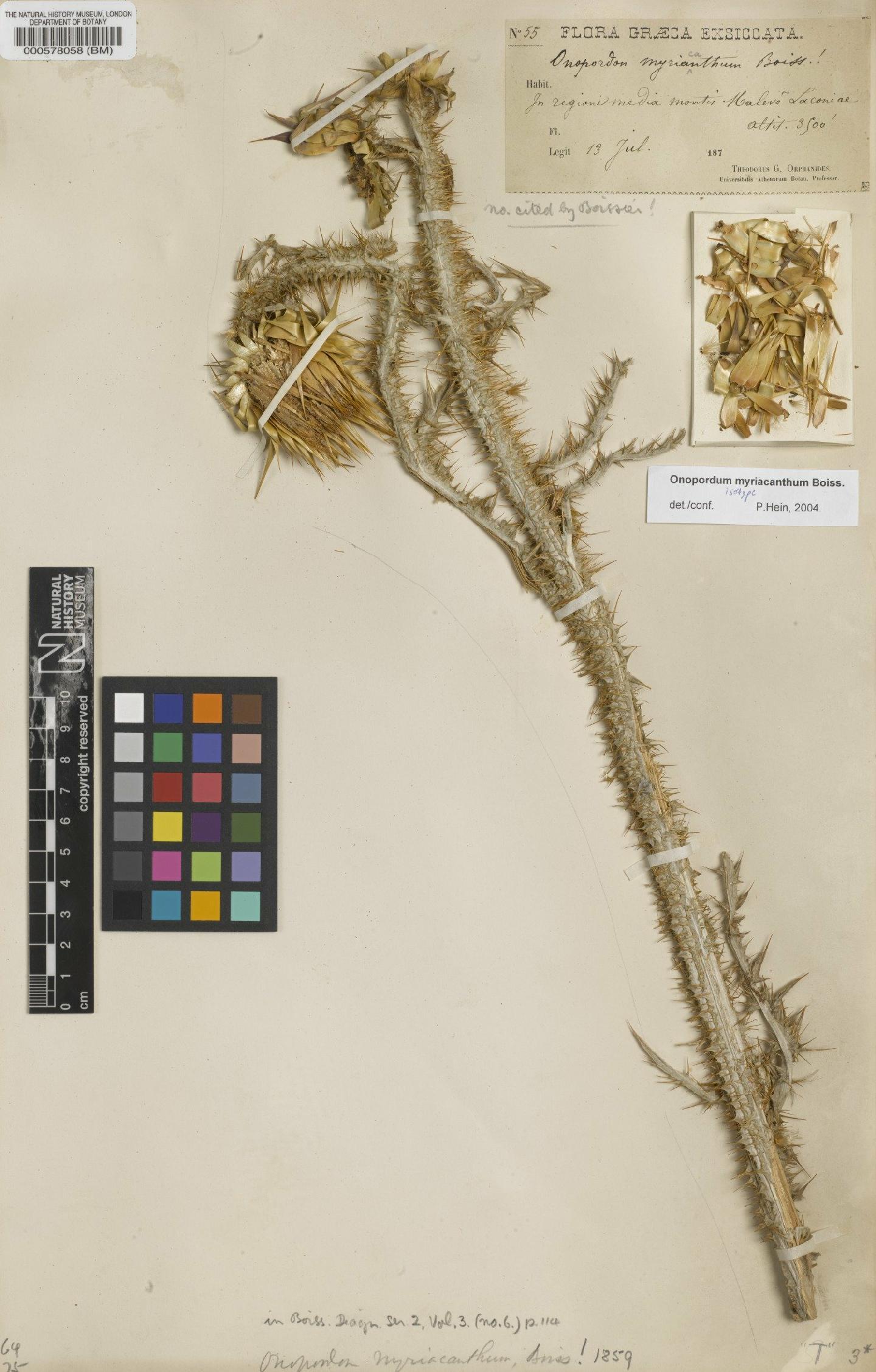 To NHMUK collection (Onopordum bracteatum subsp. myriacanthum (Boiss.) Franco; Type; NHMUK:ecatalogue:4677473)