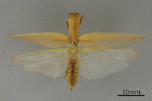 Orthodera gracilis Giglio-Tos, 1917 - 013805552_Orthodera_gracilis_Dorsal_habitus_Syntype